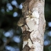 bat_longnosed_la_v_0495_ecu1217.jpg